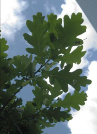 a small branch of oak leaves with the blue sky behind them