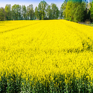 a yellow field of rape seed plants