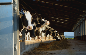 Black and white cows feeding in a barn with the sun shining on them.