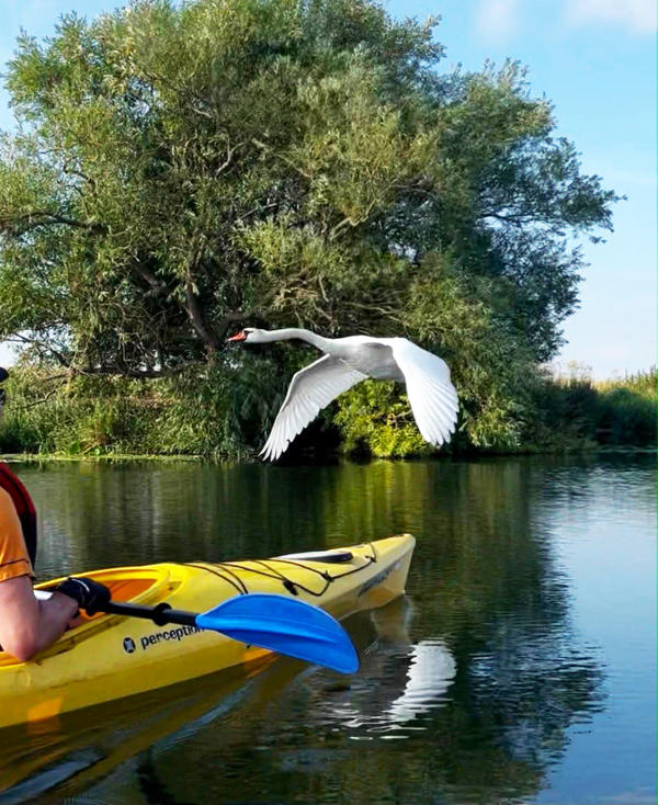 A swan flies past the kayak