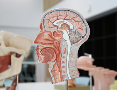 An anatomical model of the inside of a human head