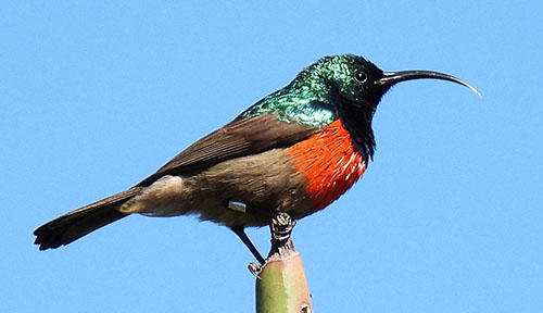 A Greater Double-collared Sunbird is sitting on a perch