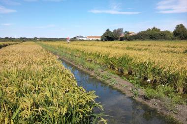 narrow gully of water placed at an angle in a filed of crops