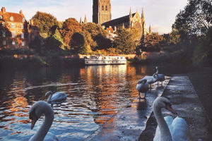 swans beside a river with worcester cathedral in the background