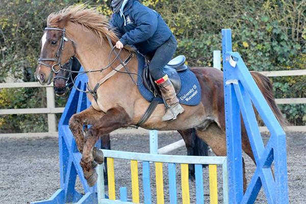 woman on a brown horse jumping a blue obstacle