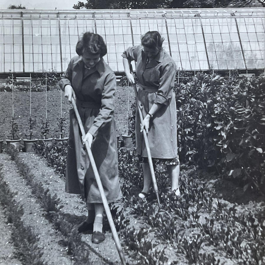 Two women using hoes to tend rows of plants in a garden near a greenhouse.