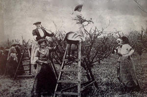 pershore-plum-pickers-credit-marshall-wilson-collection-rdax-300x199