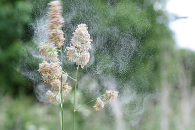 Dactylis_glomerata_releasing_allergenicpollen