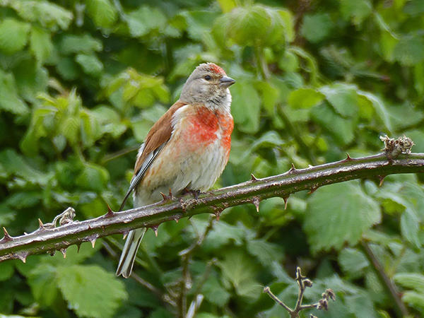 Linnet - credit John Medlock