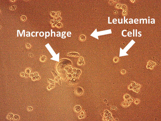 Microscope Image of cells
