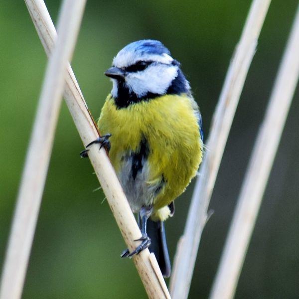 Blue Tit