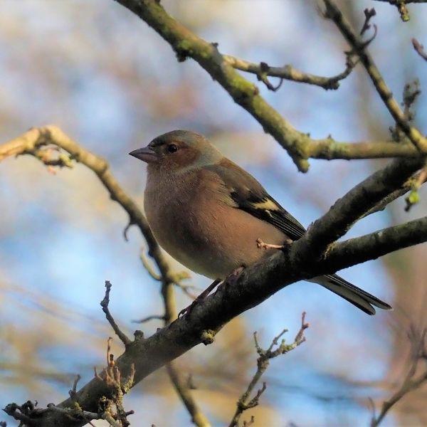 Chaffinch.