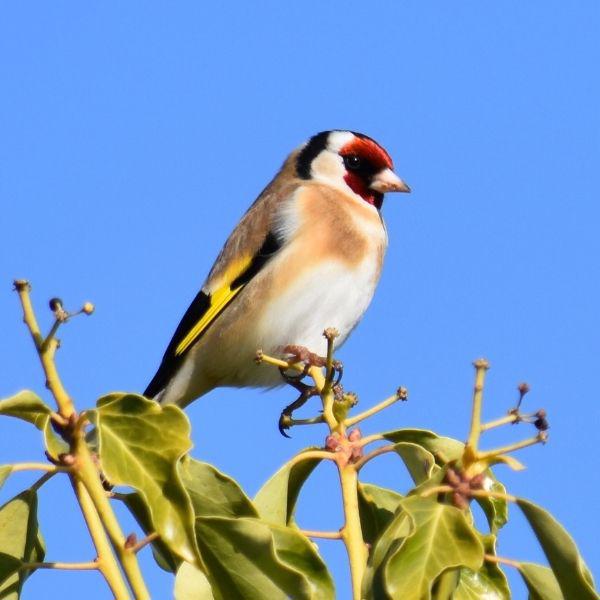 Gold Finch.