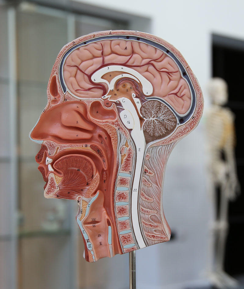 an anatomy model of a head