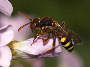 Macro image of a bee on a pink flower