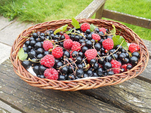 A basket of raspberries and blackcurrants is on a wooden floor