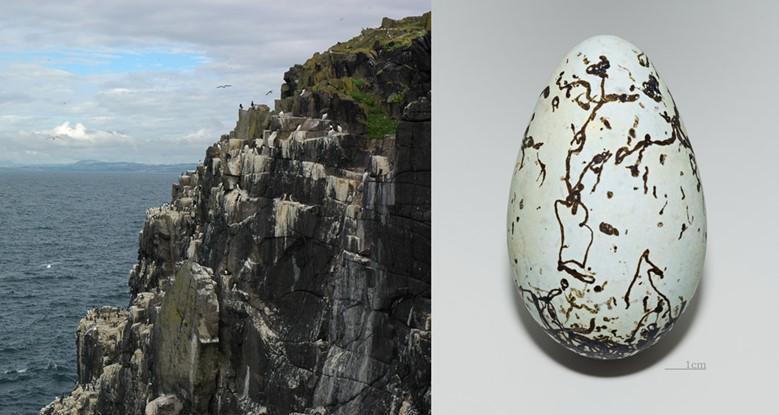 A cliff that contains multiple pairs of breeding guillemots and a close up shot of a guillemot's egg.