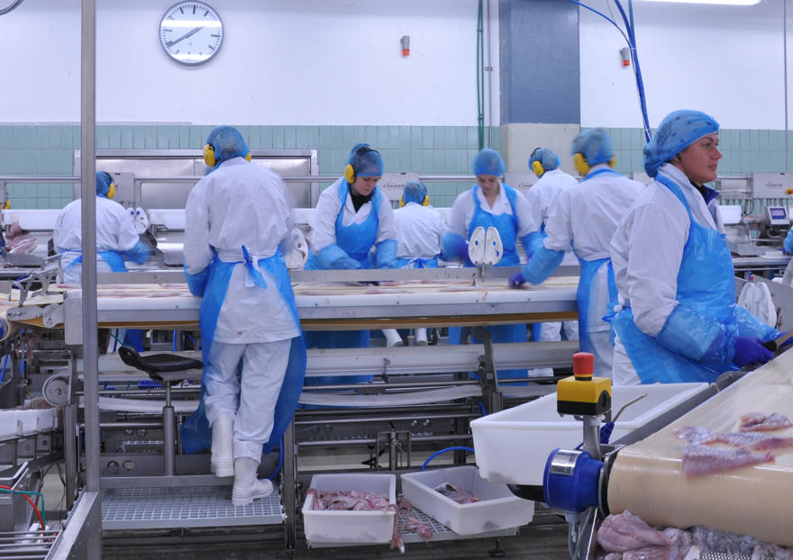 people working in a food manufacturing facility wearing hairnets and white scrubs