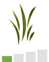 grass-green-pollen