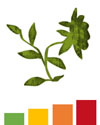 Pollen forecast for weeds with a severely high red pollen count.