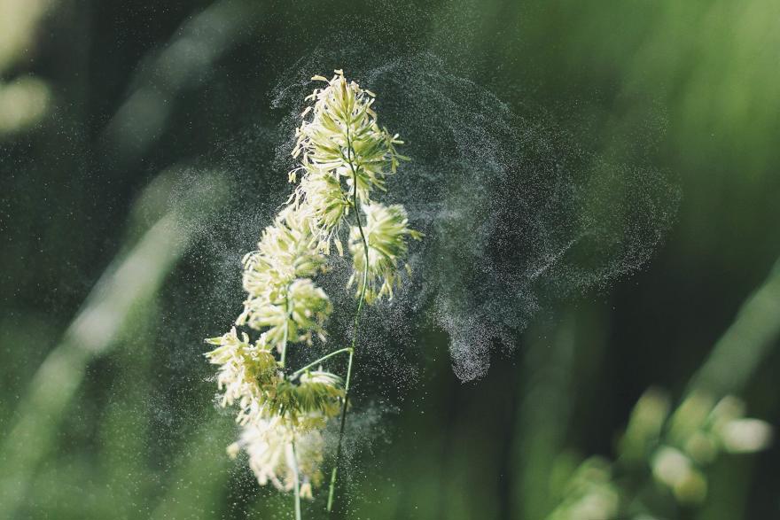 pollen plant