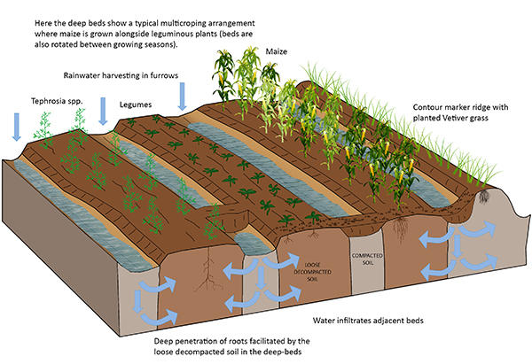 Diagram showing process of deep bed soiling