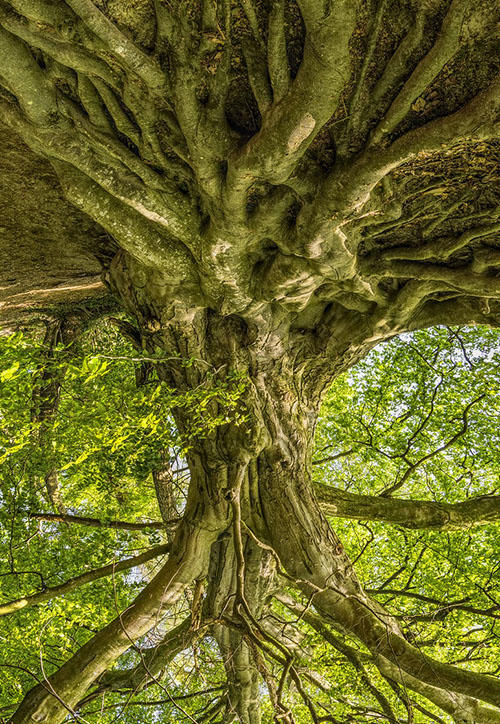 a tree which is upside down