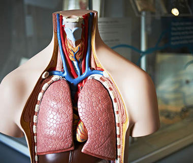 A medical torso with lungs and oesophagus  on display