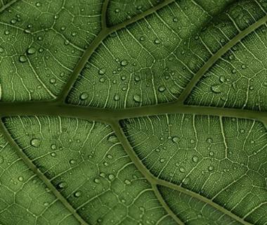 Photosynthesis on leaf