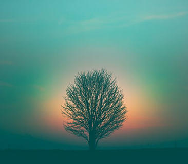 Spiritual Tree with a blue sky and an orange glow around the tree