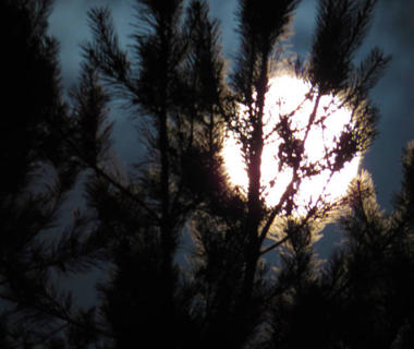 Moonlight through branches