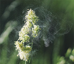 Plant with cloud of pollen