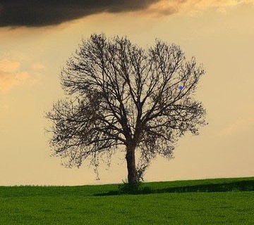 A tree is pictured against an orange sky