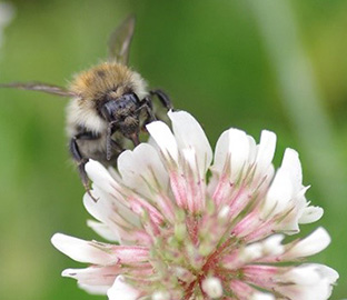 bee on a flower